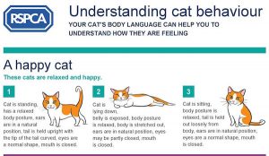 Understanding if cat is happy body language