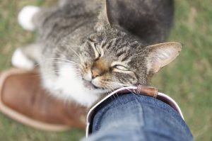 Is my cat happy? 