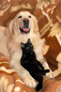 Cats don't express if they are happy like dogs