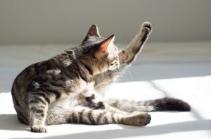 Happy cats have a clean, well-groomed appearance.
