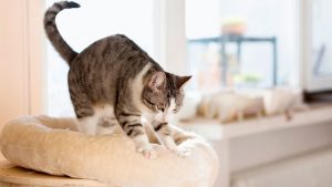 Happy cat knead 